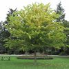 Common Hackberry #5 - Image 2